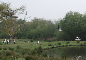 Vogelpark2