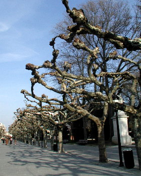 Burgos Trees