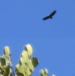 Griffon Vulture