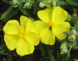 Halimium Halimifolium