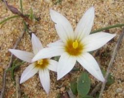 Romulea Bulbocodium