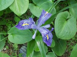 {short description of image}