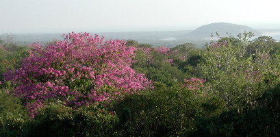 {short description of image}