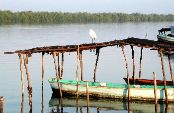 Egret on palapa