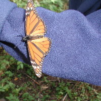 Mismaloya Restaurant