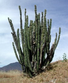 {short description of image}