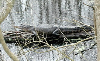 {short description of image}