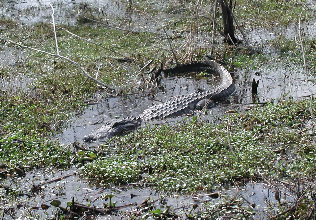 {short description of image}