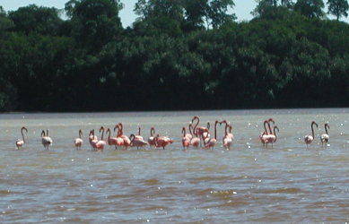 {short description of image}