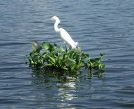 {short description of image}