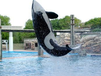 {short description of image}