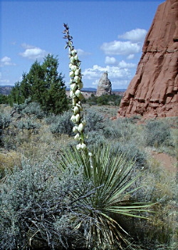 {short description of image}