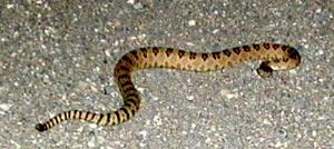 rattlesnake