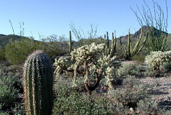 Organ Pipe Landscape