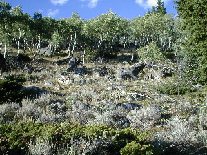 Cloud Peak Winderness