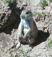 Prarie Dog