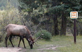 Elk
