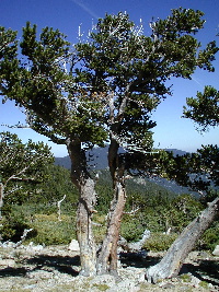 Bristlecone Pine