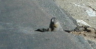 Marmot