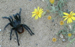 Tarantula