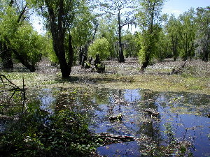 Swamp 4