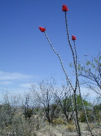 Desert Flowers1