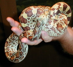 Gopher Snake
