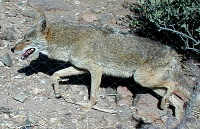 Coyote
