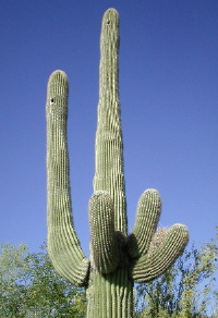 Saguaro