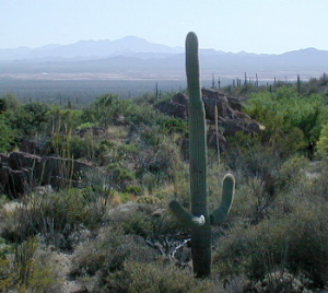 Sonoran Desert