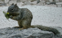 Squirrel
