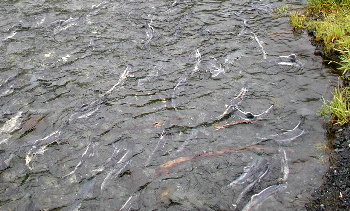 Salmon run