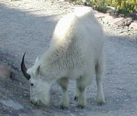 Mountain Goat