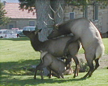 Wapiti