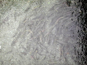 {short description of image}