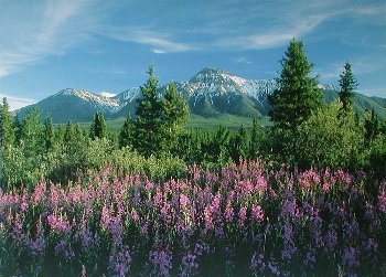 Fireweed