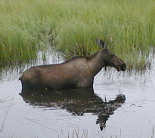 Moose