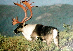 Caribou