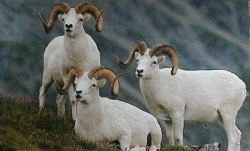 Dall Sheep