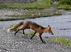 Fox