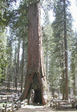 California Tunnel Tree