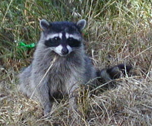 Racoon
