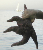 {short description of image}