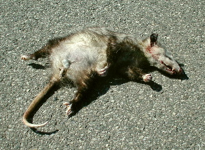 Opossum