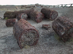 Petrified Forest 2