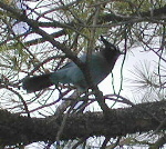 Stellar's Jay