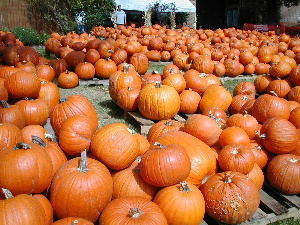 Pumpkins
