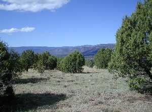 Mogollon Rim